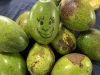Happy Avocados!