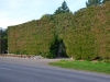 There are huge hedges around properties to act as a windbreak. 