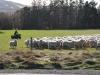 farmer herding sheep