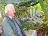 silver fern - New Zealand\'s national symbol
