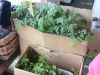 The Choates take out vegetable plants to provide fresh produce.